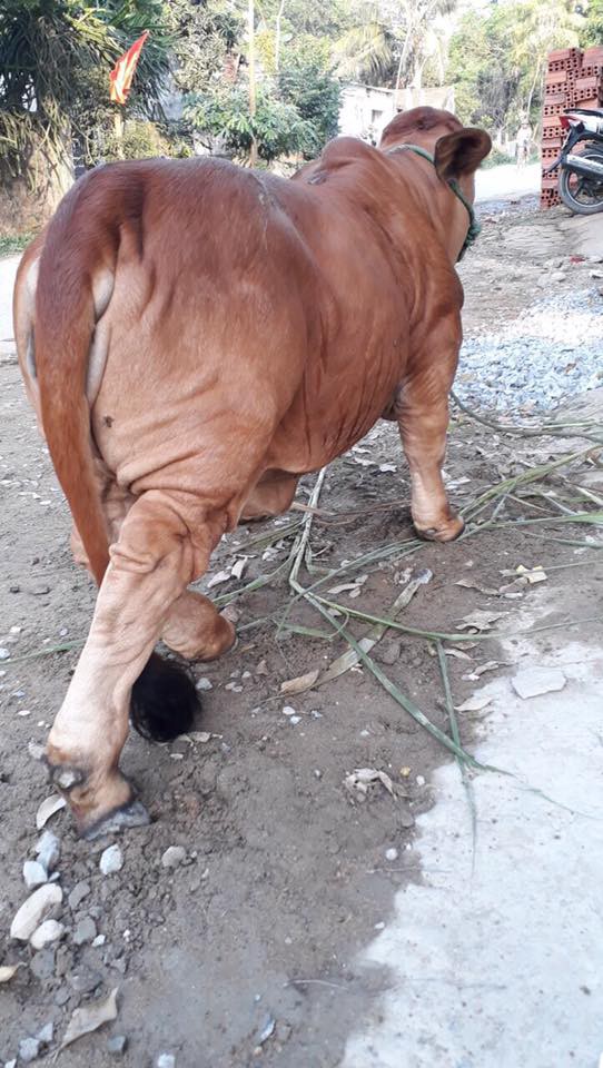 Chú bò chân ngắn khiến dân mạng thắc mắc sữa bò gấp đôi canxi để làm gì